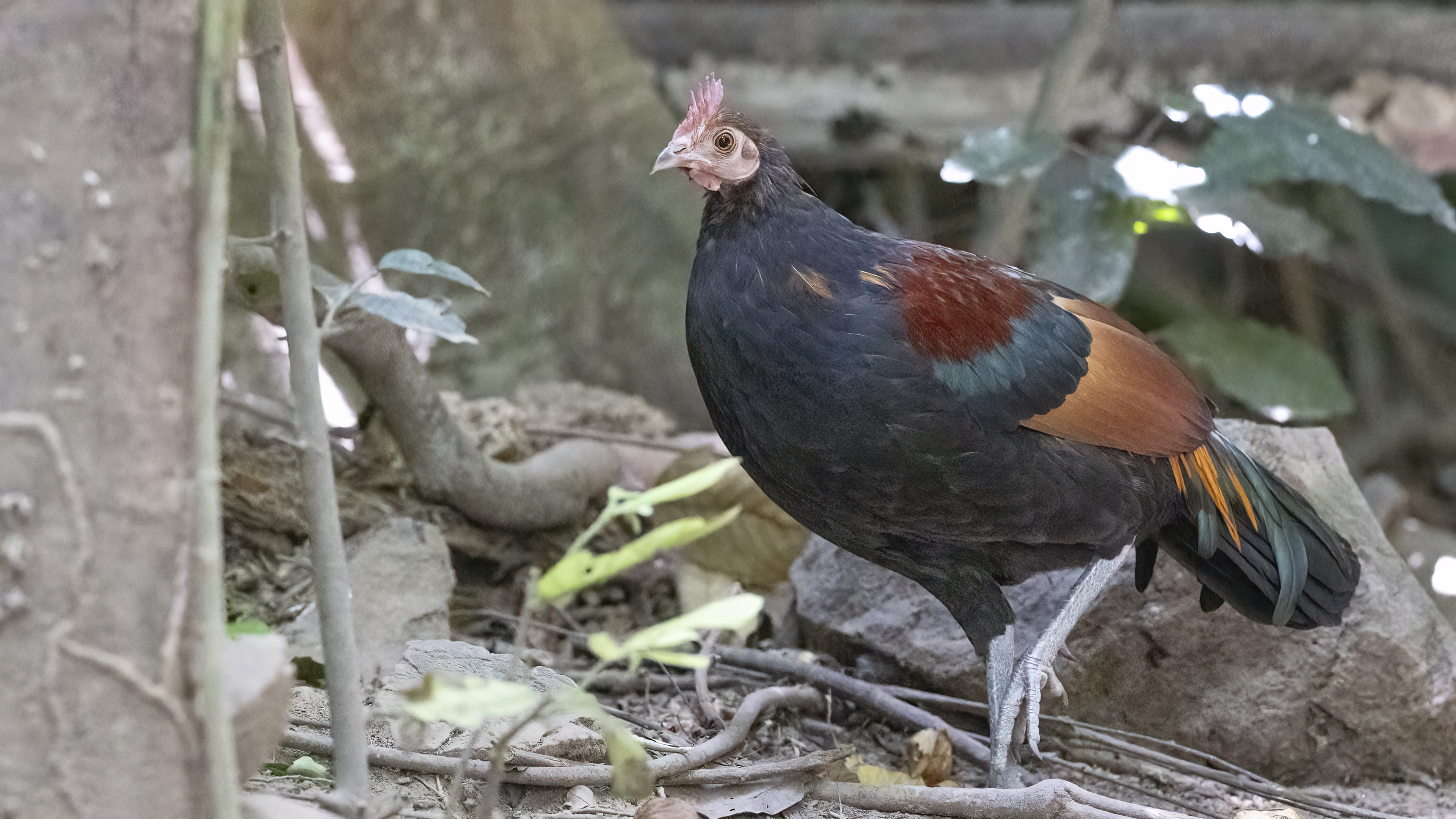 Red Junglefowl